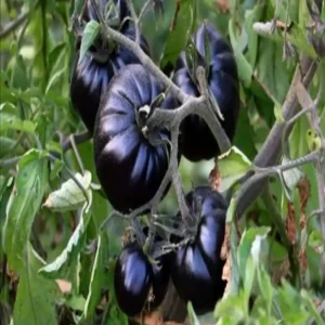 কালো টমেটার বীজ