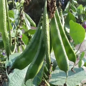 কেরালা শিমের বীজ