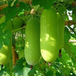 চাল কুমড়ার বীজ