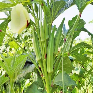 ঢেড়স ১০ গ্রাম প্যাকেট