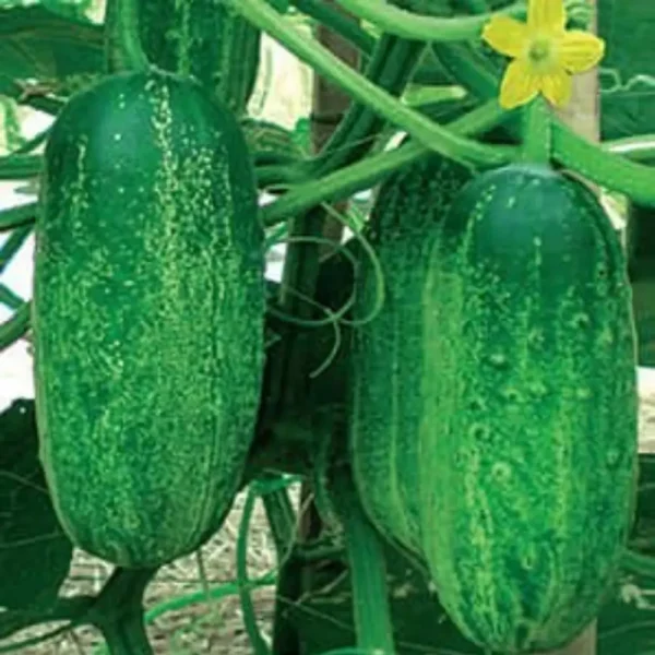 নওগাঁর খিরাইয়ের বীজ