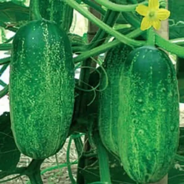 নওগার খিরাইয়ের বীজ মিনিপ্যাক