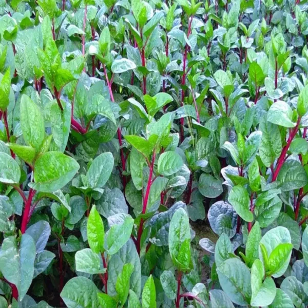 পুইশাকের বীজ