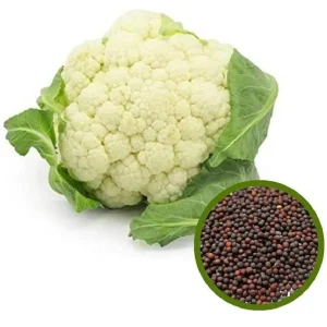 ফুল কপির বীজ
