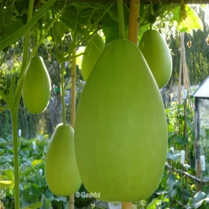 বিন্দু লাউ