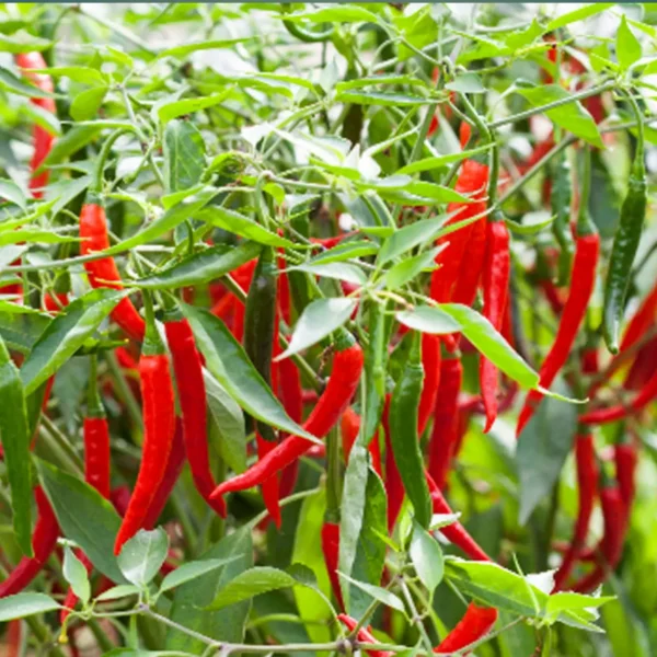 লম্বা মরিচ এর বীজ