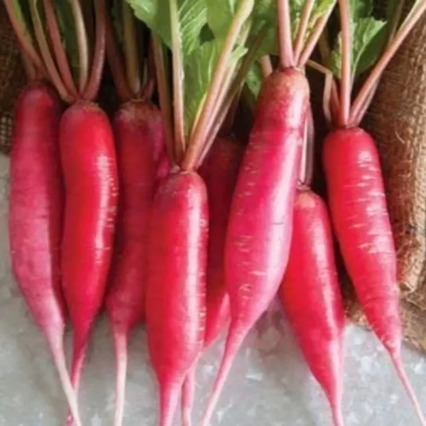 লাল মুলার বীজ