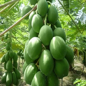 হাইব্রিড পেপে মিনিপ্যাকেট