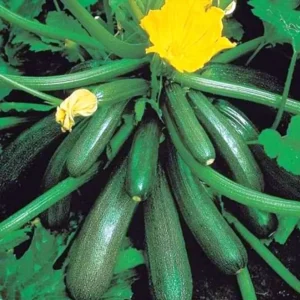 হাইব্রিড স্কোয়াসের বীজ