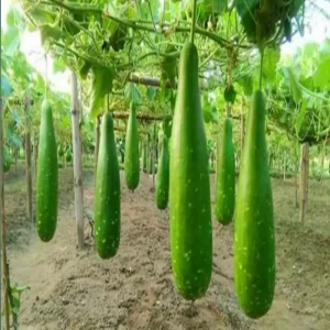 হাজারী লাউ