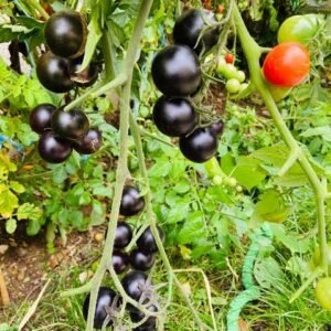 ১ প্যাকেট কালো টমেটো ইনটেক বীজ এখন মাত্র ২৯৯৳