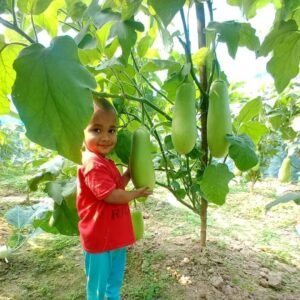 ২ প্যাকেট রাকাইন জাতের বেগুন বীজ নিলে ১প্যাকেট সবজীর বীজ ফ্রী