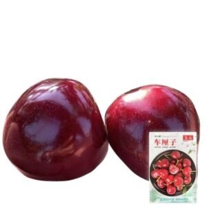 চেরি ফল বীজ ১ প্যাকেট